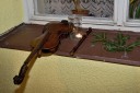 Staroesk vnoce foto-87