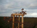 To mi hlava nebere ..... foto-P1320189
